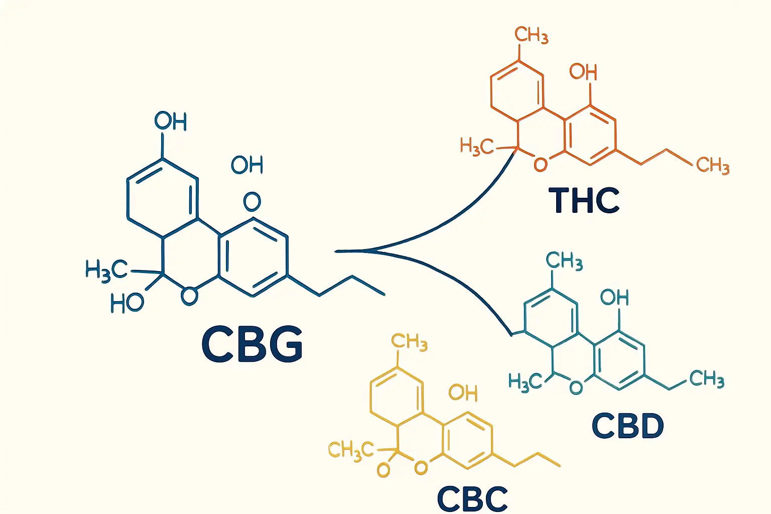 Схема биосинтеза каннабигерола CBG