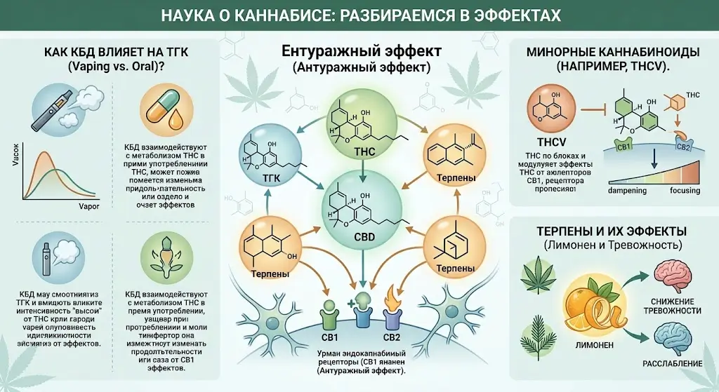 синергия каннабиноидов